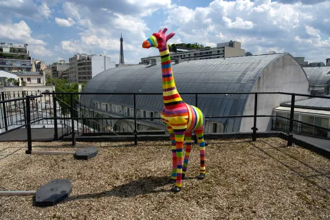 Girafe PSH SUP sur les toits de Paris