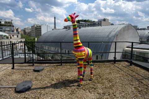 Girafe PSH SUP sur les toits de Paris