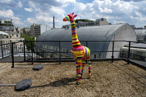 Girafe PSH SUP sur les toits de Paris