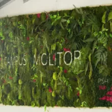 Mur végétal - Molitor